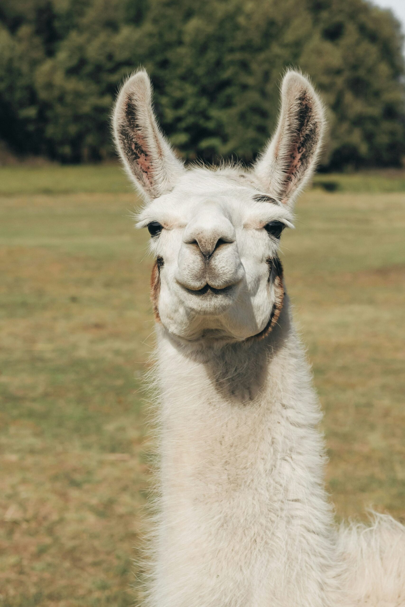 LLaMA 4 : 태어날 때부터 멀티모달